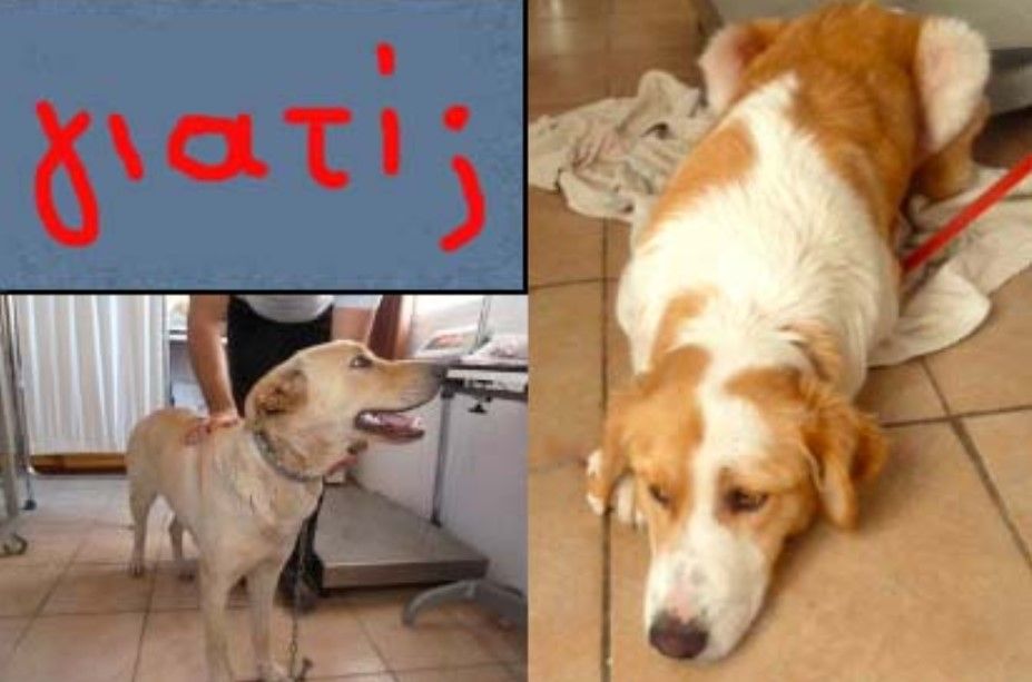 Κρανίδι: Εξόντωσαν τις δύο στειρωμένες σκυλίτσες