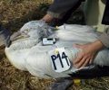 Νεκρός από σκάγια κυνηγών σπάνιος Αργυροπελεκάνος στο Δέλτα του Έβρου