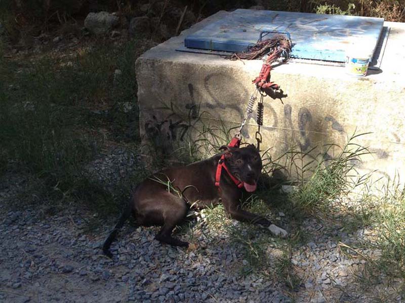 Έδεσε και εγκατέλειψε σε ορεινή περιοχή της Καβάλας τον σκύλο