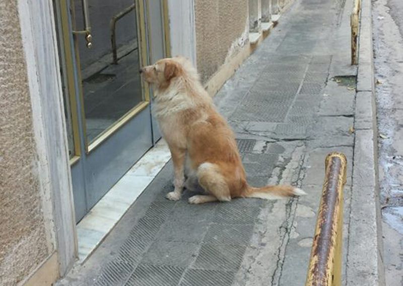 Βρέθηκε φιλοξενία για τον σκύλο που εγκαταλείφθηκε στο Κουκάκι μόλις πέθανε ο ιδιοκτήτης του