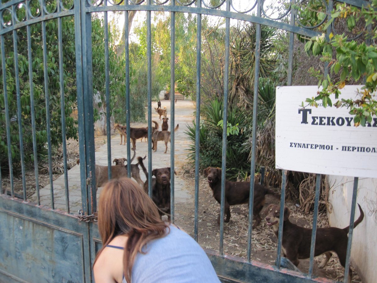 Επιχείρηση απομάκρυνσης των σκυλιών που εντοπίστηκαν γεμάτα τσιμπούρια σε εγκαταλελειμμένο σπίτι στον Μαραθώνα