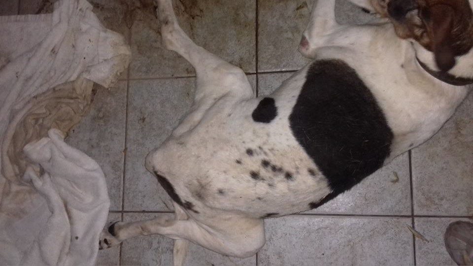 Περισσός: Κακοποιούσε συστηματικά τον σκύλο της, τον άφηνε να αργοπεθαίνει χωρίς τροφή, νερό και με σπασμένη λεκάνη