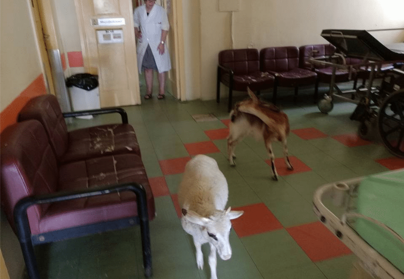 Μια κατσίκα και ένα πρόβατο βρήκαν δροσιά εντός του Γενικού Νοσοκομείου Αμαλιάδας