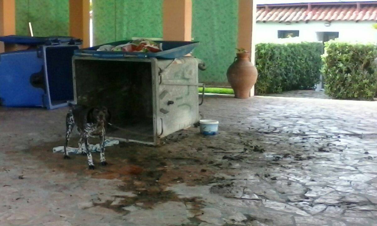 Τουρίστρια βρήκε σε ξενοδοχείο στην Κέρκυρα σκύλο αλυσοδεμένο σε κάδο σκουπιδιών