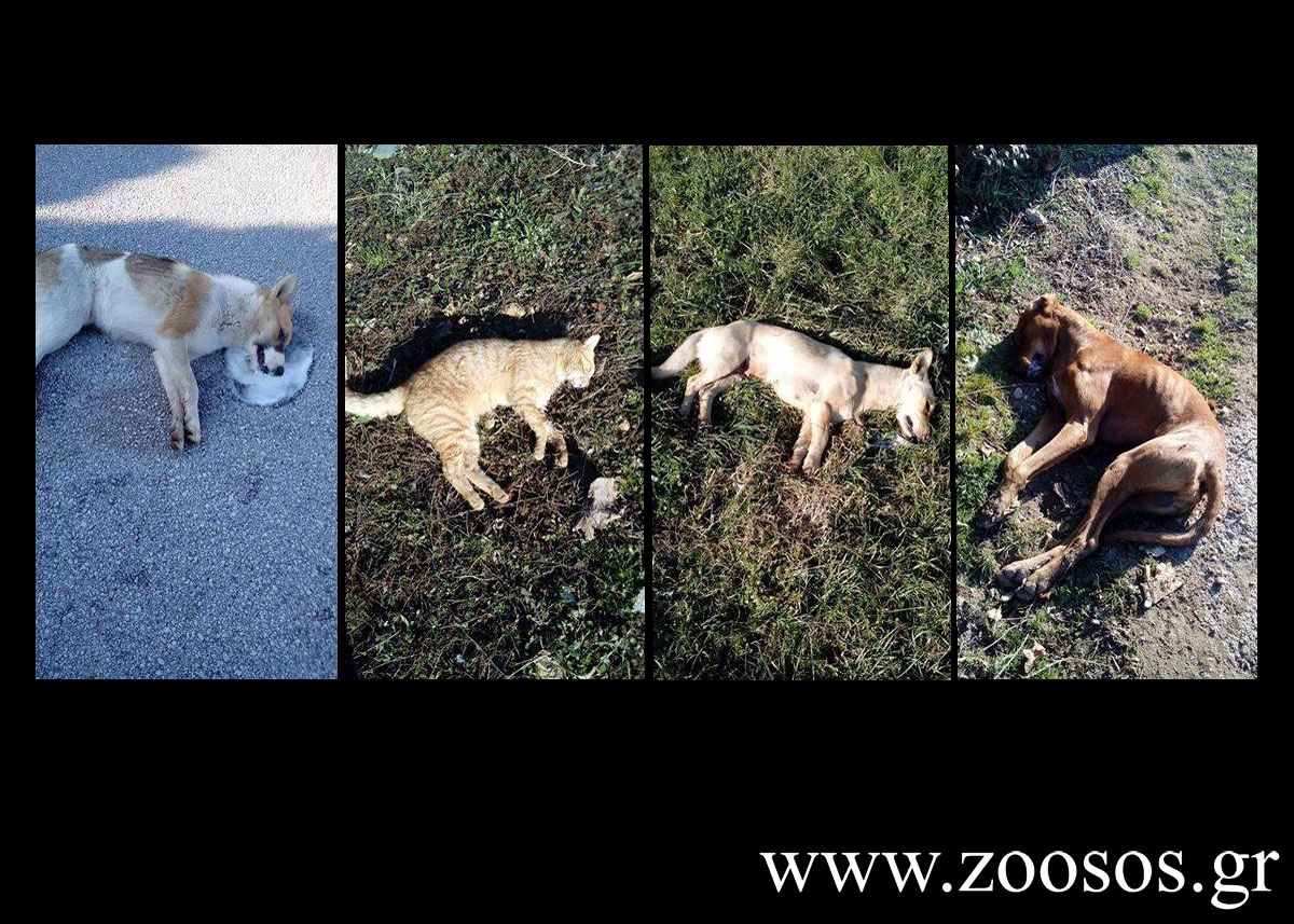 Δεκάδες ζώα (σκυλιά, γάτες, πουλιά) νεκρά από φόλες στην Άδρασσα Κοζάνης