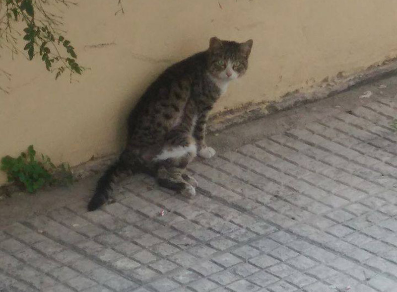 Έκκληση για τη σωτηρία της παράλυτης γάτας καθώς ο Δήμος Ιλίου αδιαφόρησε για την τύχη της