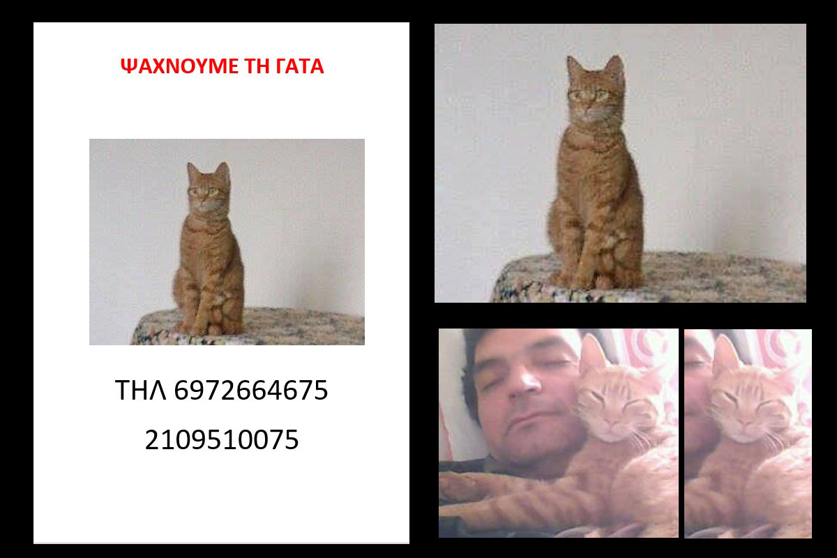 Ψάχνουν την Κάφι, την γάτα που ανήκει σε Τούρκο υπήκοο & χάθηκε στην Αθήνα