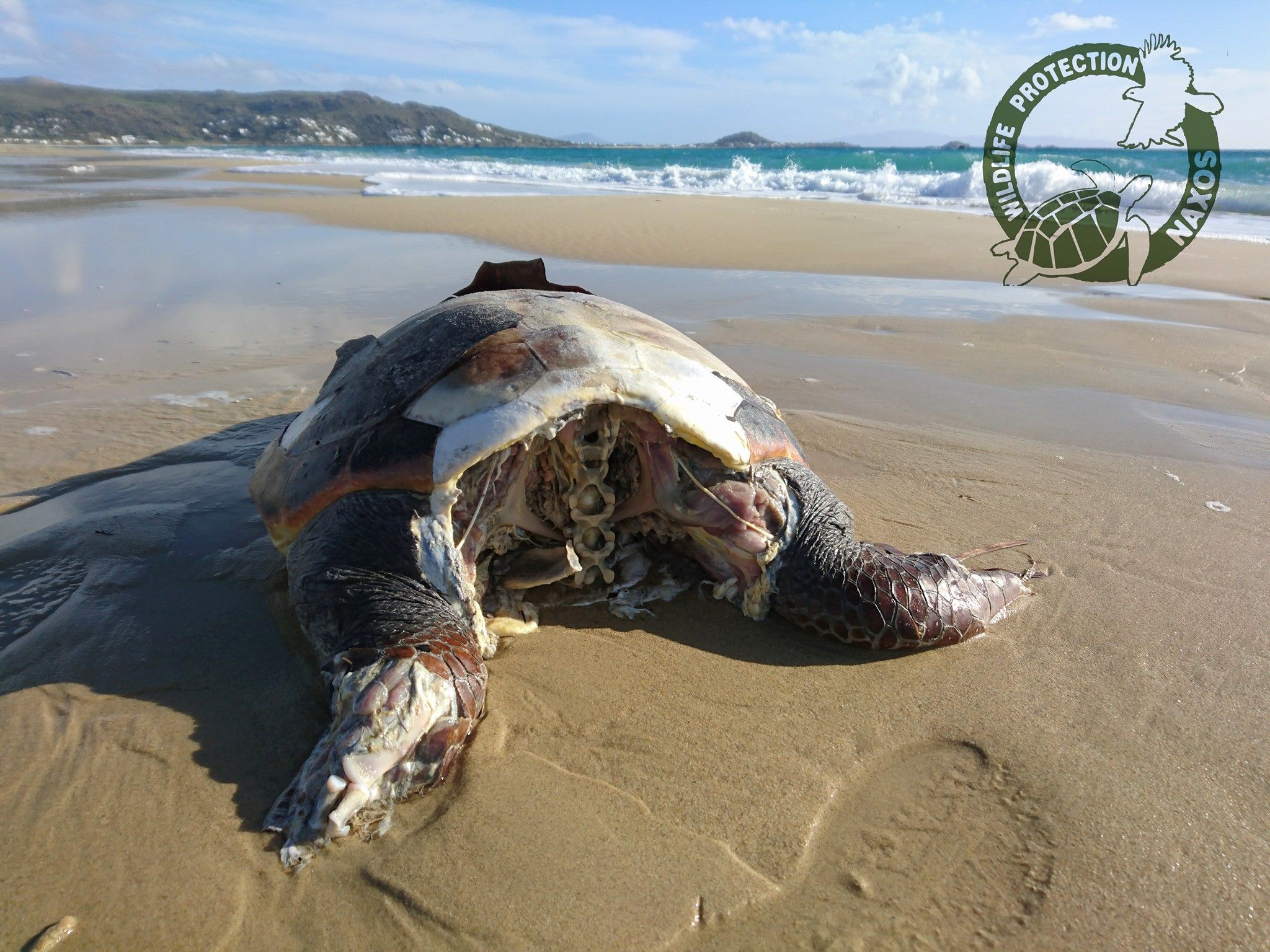 Ακόμα τρεις θαλάσσιες χελώνες εκβράστηκαν αποκεφαλισμένες στην Πλάκα της Νάξου