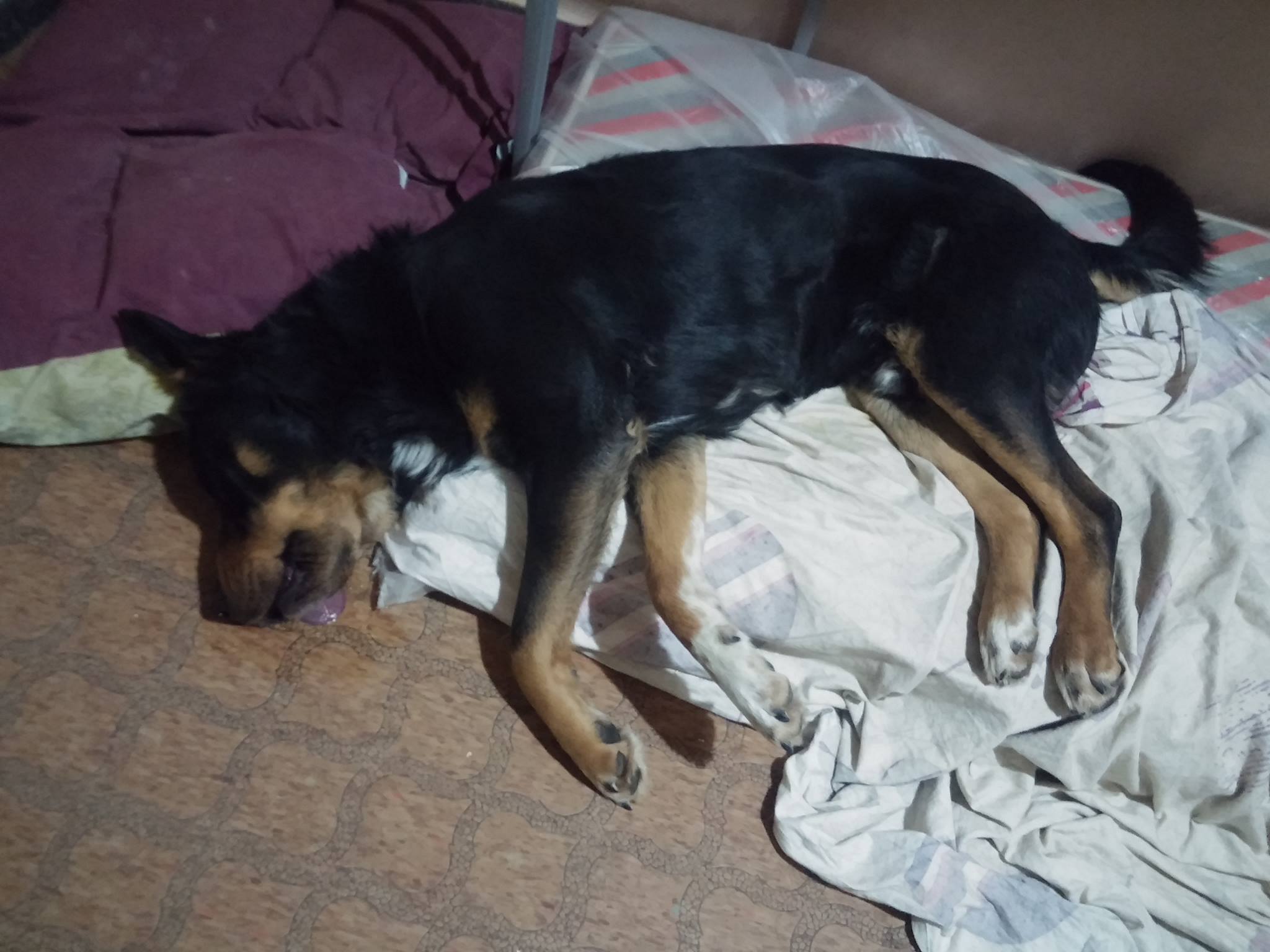 Βρήκε τον σκύλο του δηλητηριασμένο στην αυλή του σπιτιού του στου Γκύζη