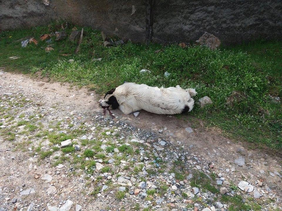 8 σκυλιά νεκρά από φόλες στην Άρνισσα Έδεσσας
