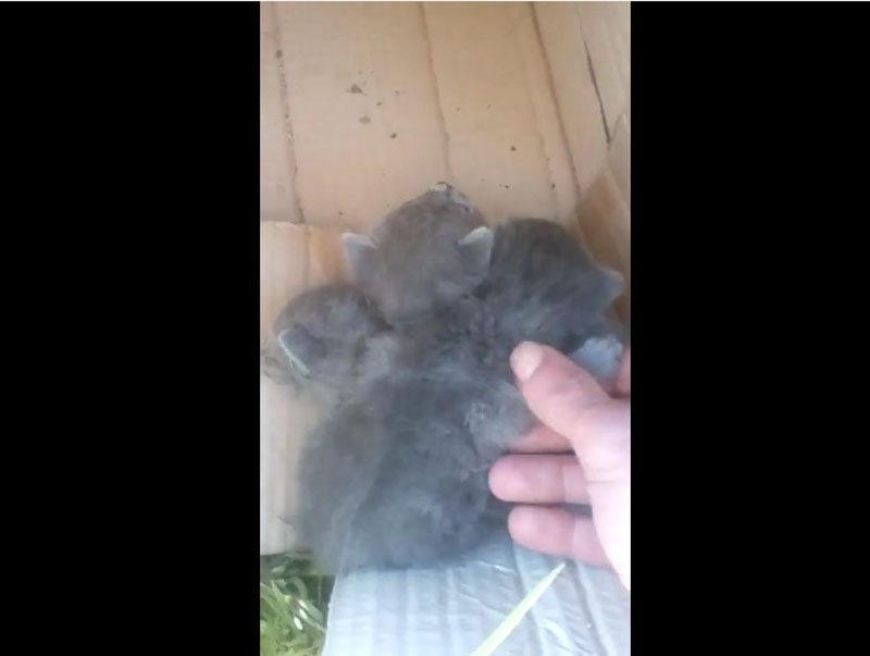 Σέρρες: Βρήκε 3 νεογέννητα γατάκια πεταμένα σε κούτα στα σκουπίδια (βίντεο)