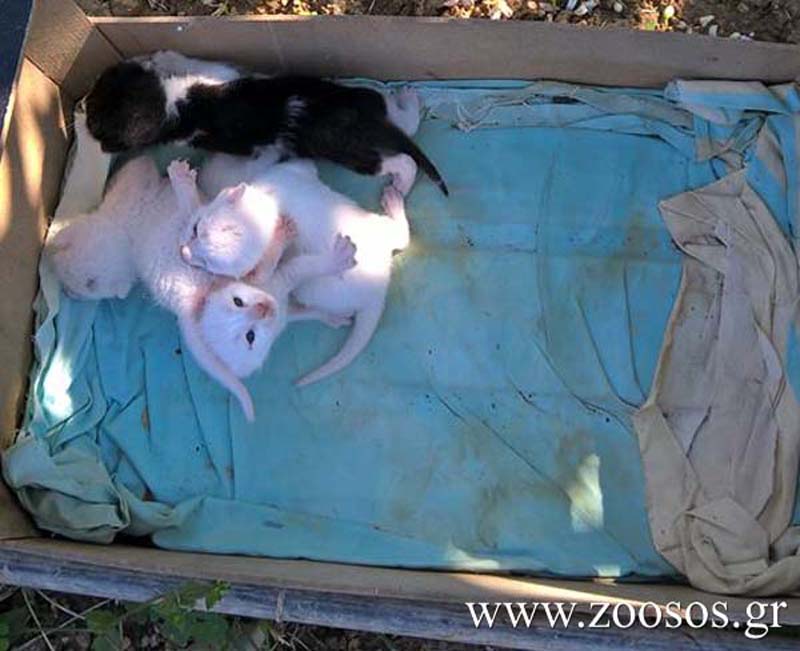 Λασίθι: 4-5-2017 η δίκη του νεωκόρου που πέταξε στα σκουπίδια & εξαφάνισε 4 γατάκια στα Ανεμομύλια Σητείας