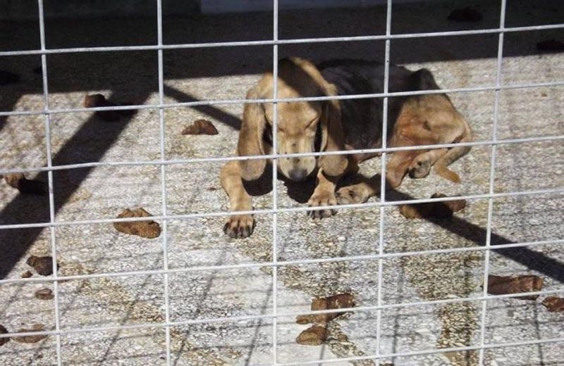 Τραγική κατάσταση στο Δημοτικό Κυνοκομείο Βόλου στις Γλαφυρές για 100 έγκλειστα σκυλιά (βίντεο)