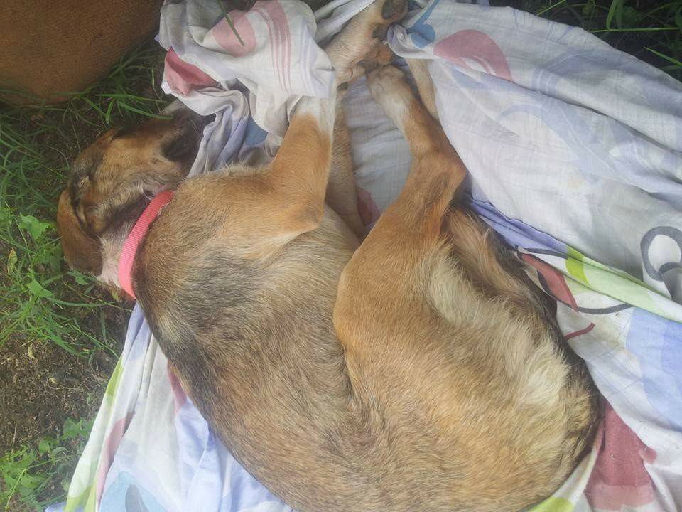 15-3-2019 η δίκη του άνδρα που δηλητηρίασε με φόλα τον σκύλο των γειτόνων του στο Καλόκαστρο Σερρών