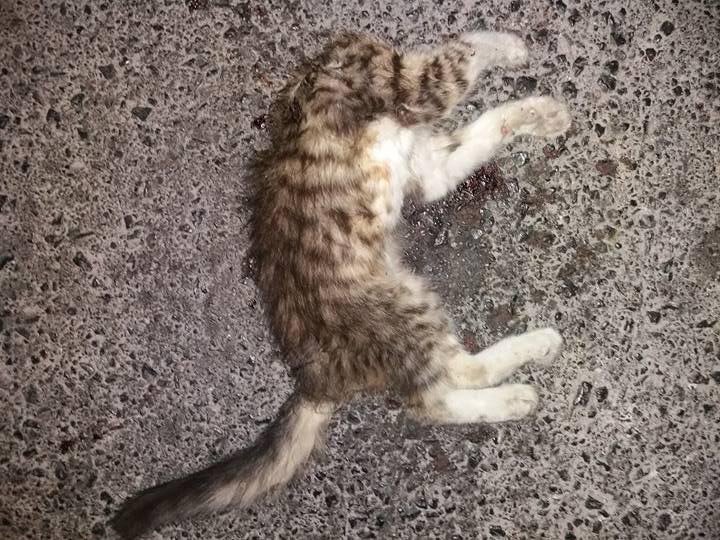 Ηράκλειο Κρήτης: Βρήκαν το γατάκι αποκεφαλισμένο και με σπασμένα τα πόδια