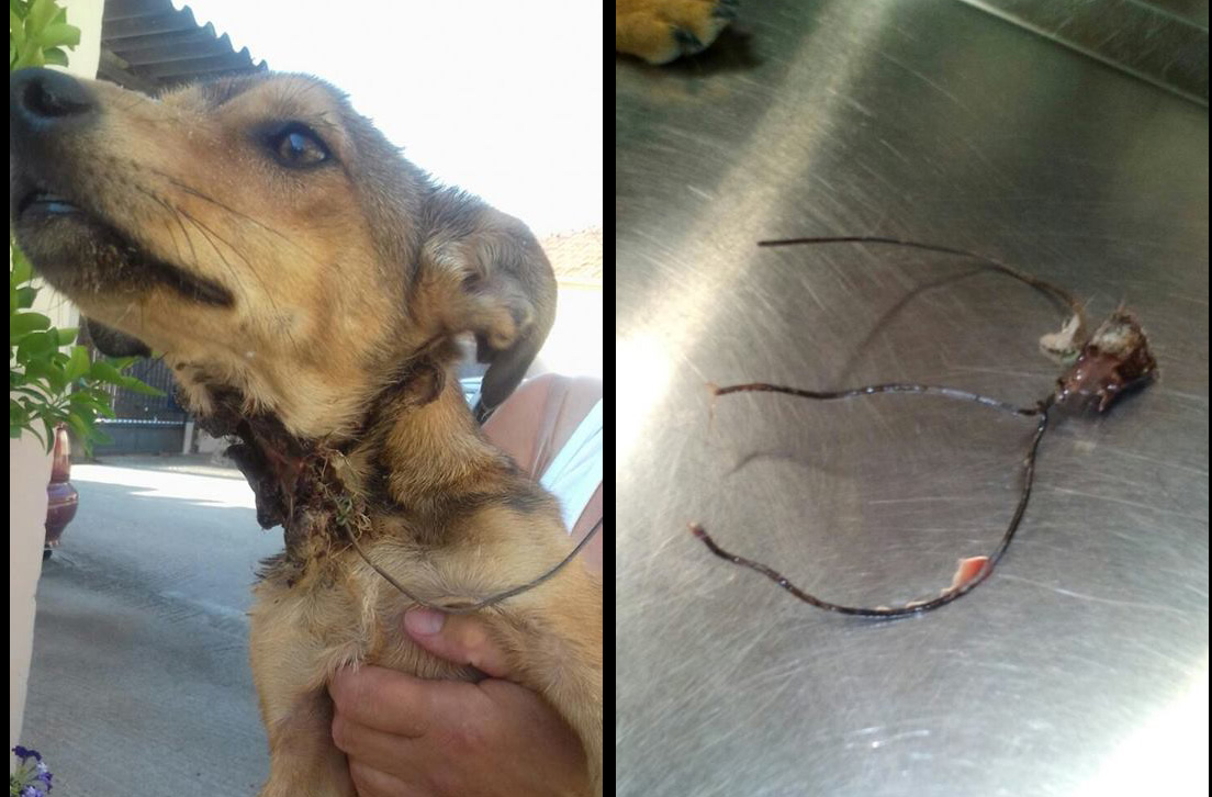 Φράγκο Καρδίτσας: Έσωσαν τον σκύλο που κάποιος βασάνισε με συρμάτινη θηλιά