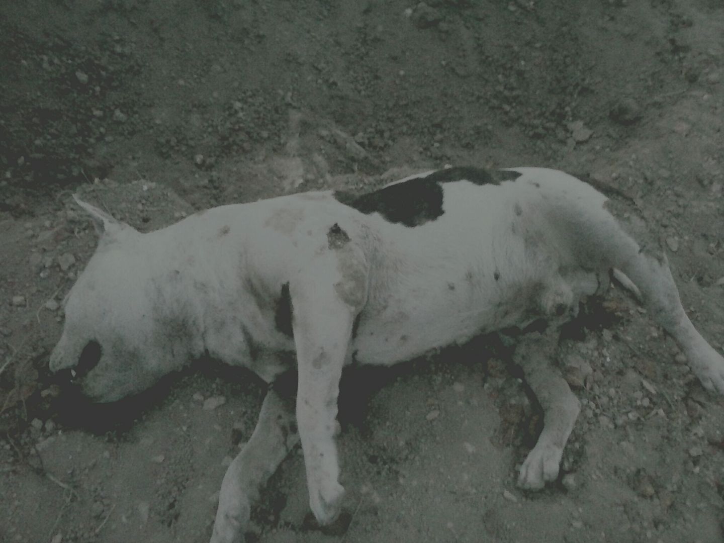 Διαμαρτυρήθηκαν για τη δολοφονία του σκύλου στην Αίγινα (βίντεο)