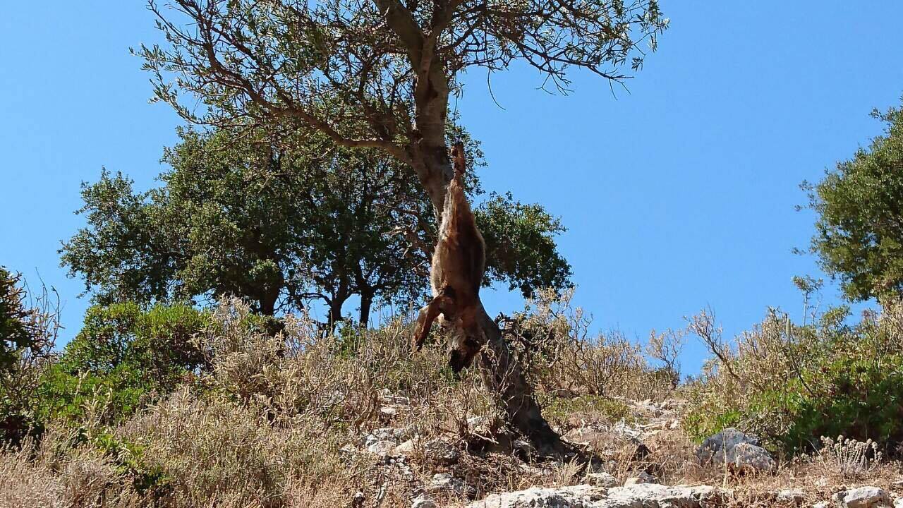 Κεφαλλονιά: Βρήκαν την αλεπού νεκρή κρεμασμένη σε δέντρο στα Καρδακάτα