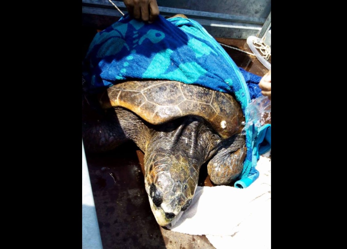 Χτυπημένη με καμάκι και μαχαιρωμένη η θαλάσσια χελώνα που βρέθηκε εξαντλημένη στην Αμοργό
