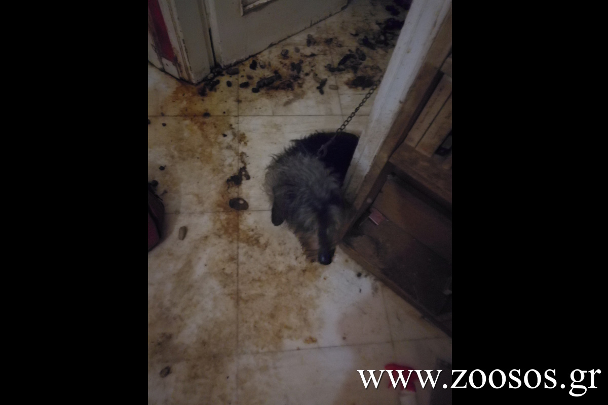 Αθήνα: Καταδικάστηκε με αναστολή άνδρας που κακοποιούσε σκύλο & εμπορεύεται παράνομα άγρια ζώα στο Κολωνάκι