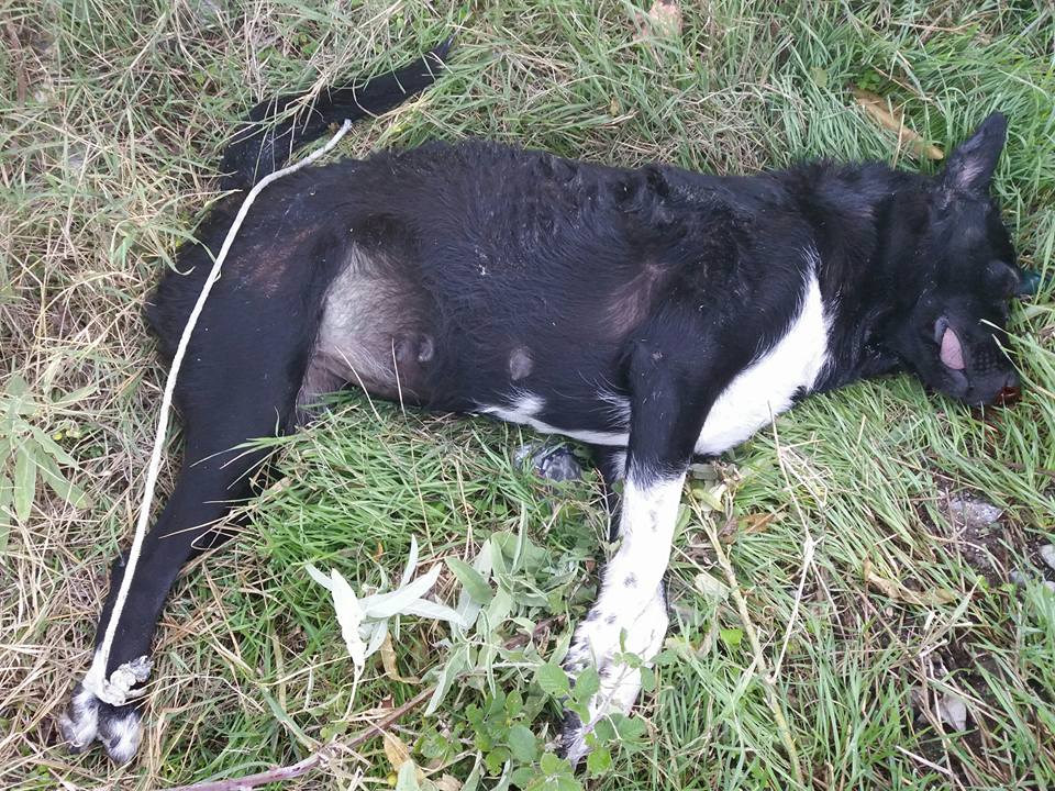 Καρίτσα Πιερίας: Γείτονας απείλησε να δηλητηριάσει τον σκύλο της & δύο μέρες μετά βρήκε το ζώο νεκρό