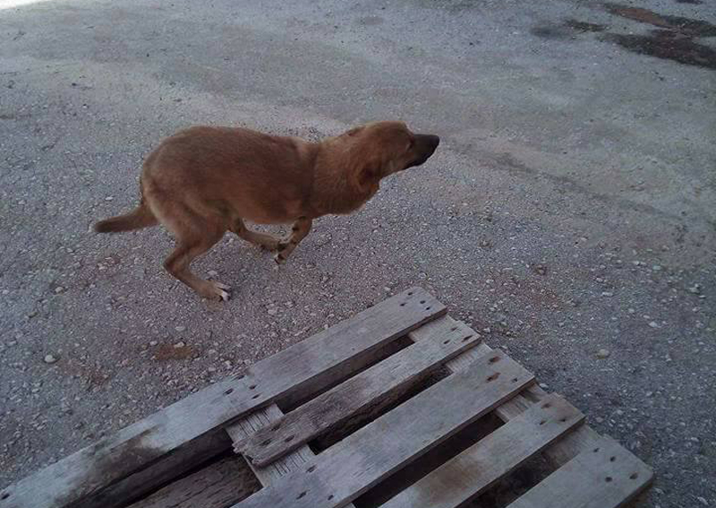 Έκκληση για τη φιλοξενία του τρίποδου σκύλου που εγκαταλείφθηκε στον Πόρο (βίντεο)