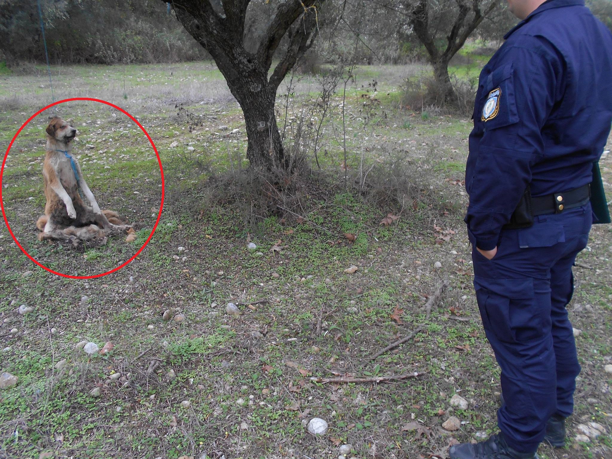 Αχαΐα: Βρήκαν νεκρό τον σκύλο κρεμασμένο σε ελιά μεταξύ Αλισσού και Λουσικά