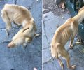 Αθήνα: Έκκληση για τον σκελετωμένο σκύλο που κυκλοφορεί στους Αμπελόκηπους