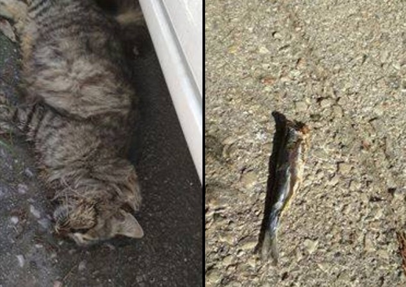 Με φόλες από δηλητηριασμένα ψάρια εξοντώνει γάτες στον Άλιμο Αττικής
