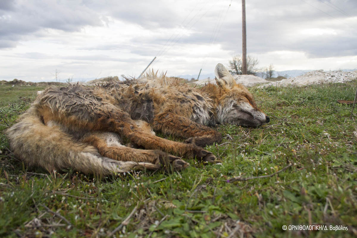 Φόλες, δηλητηριασμένες αλεπούδες & σκυλιά στα Τρίκαλα εκεί που φτιάχνουν φωλιές οι σπάνιοι ασπροπάρηδες