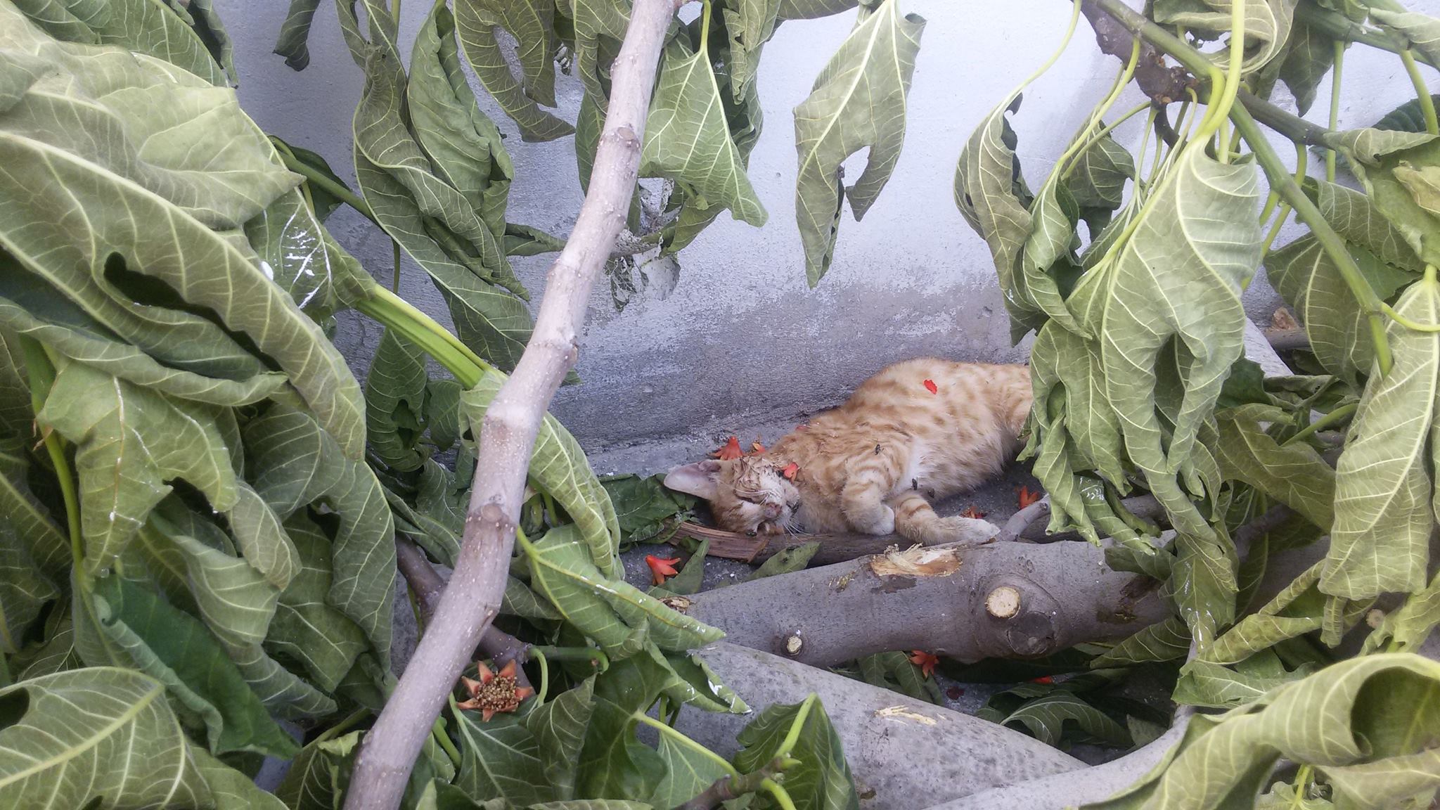 Λέσβος: Συνεχίζεται η μαζική δηλητηρίαση αδέσποτων με φόλες στη Μυτιλήνη με 13 ζώα νεκρά μέσα σε έξι μέρες!