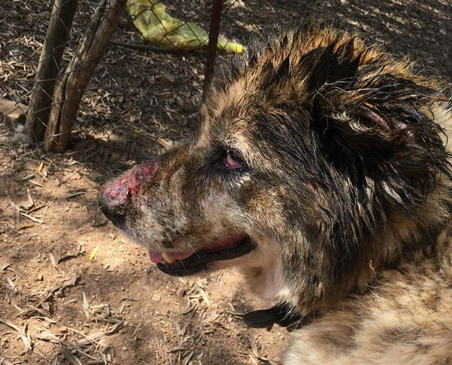 Εξαφάνισε τον άρρωστο σκύλο που είχε αλυσοδεμένο χωρίς τροφή και νερό στο Σπαρτοχώρι Μεγανησίου