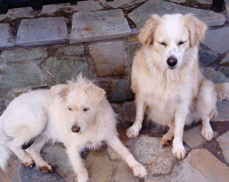 Δύο αδέσποτα σκυλιά νεκρά από φόλες στα Εξαμίλια Κορινθίας
