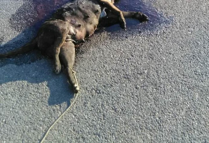Βρήκαν σκύλο νεκρό, πυροβολημένο, δεμένο από το πόδι λιωμένο στην άσφαλτο στην Καλαμάτα Μεσσηνίας