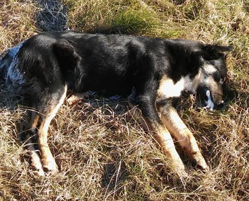 Πολλά σκυλιά νεκρά από φόλες στην Άδρασσα Κοζάνης