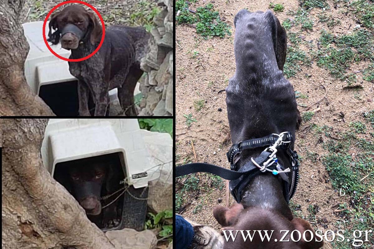 Άνδρος: Βρήκε σκύλο σκελετωμένο με δεμένο το στόμα με μονωτική ταινία και φίμωτρο στην Άνω Παλαιόπολη