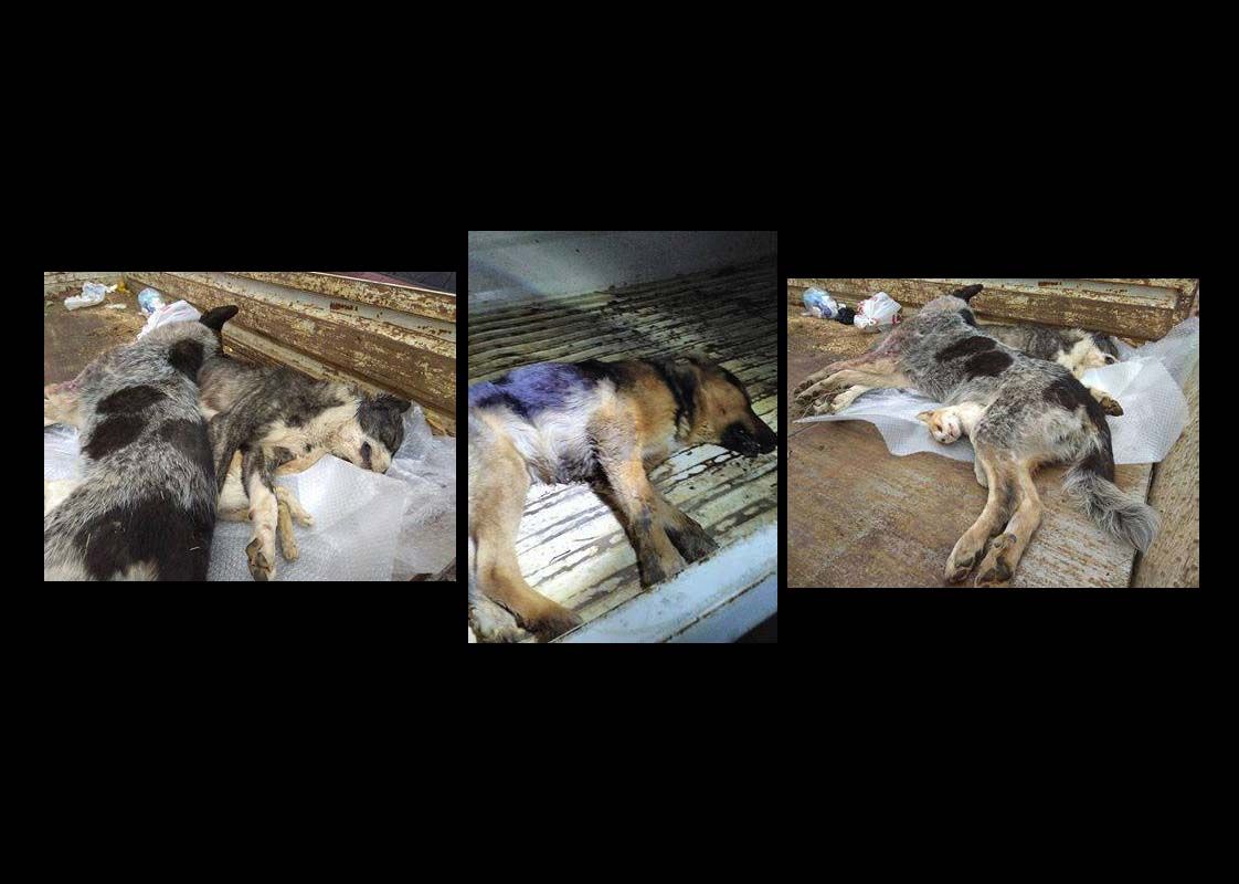 Νεκρά από φόλες στην Πατρίδα Ημαθίας τρία σκυλιά και μια γάτα