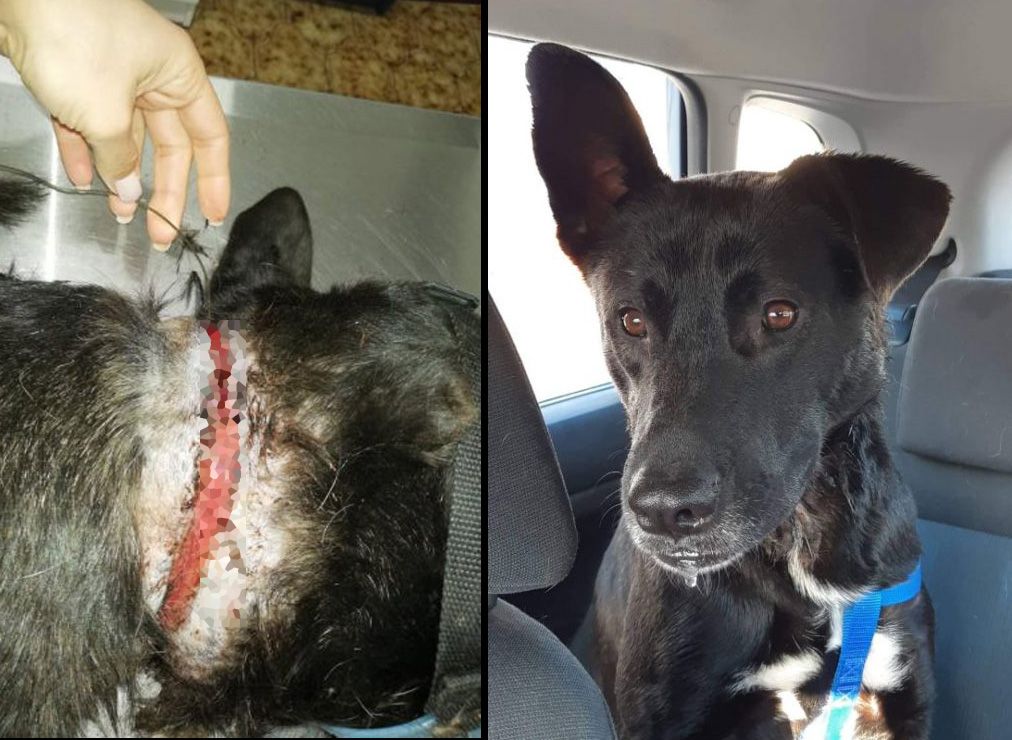 Κρήτη: Χρειάζεται σπιτικό για να γλυτώσει απ’τους δολοφόνους αδέσποτων o σκύλος που κακοποιήθηκε με συρμάτινη θηλιά στις Μουρνιές Χανίων (βίντεο)