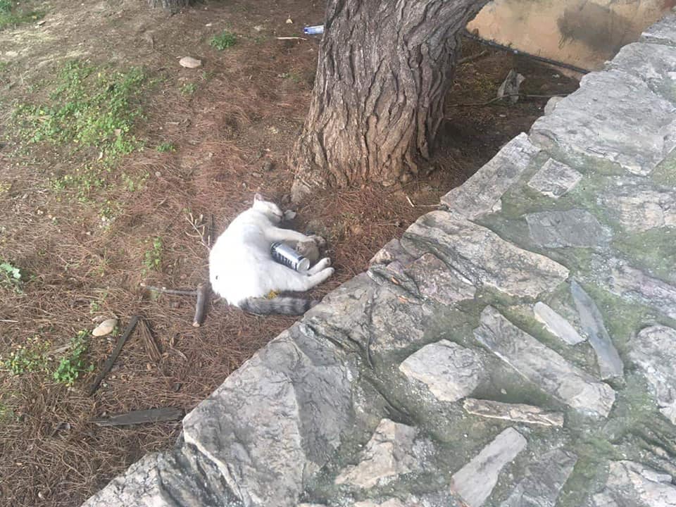 Γάτες νεκρές από φόλες στην περιοχή του Παπάγου στην Αττική