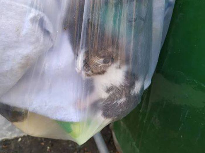 Βρήκαν νεογέννητα γατάκια κλεισμένα σε σακούλα πεταμένα σε κάδο στα Διαβατά Θεσσαλονίκης