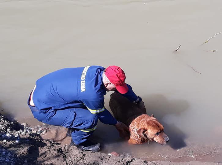 Πυροσβέστες έσωσαν τον σκύλο που παρασύρθηκε από χείμαρρο στο Μαντούδι Εύβοιας