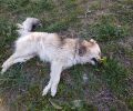 Ακόμα ένας σκύλος νεκρός από φόλα στην Πτολεμαΐδα Κοζάνης