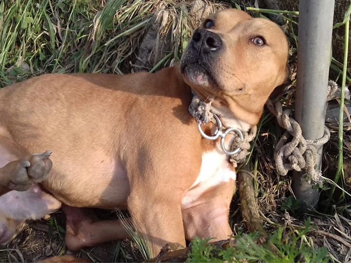 Βρήκε τον σκύλο εγκαταλελειμμένο δεμένο σε κολώνα στο Ρέθυμνο Κρήτης (βίντεο)