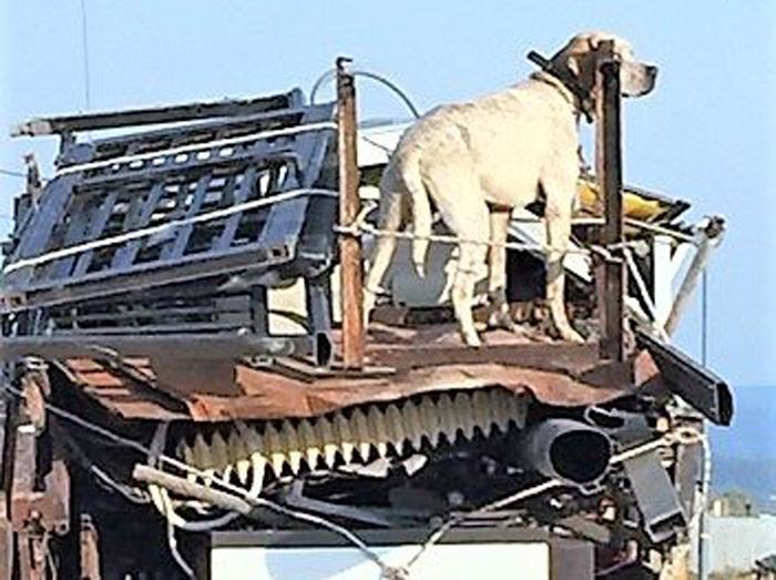 Σκύλος δεμένος πάνω στα παλιοσίδερα σε καρότσα αγροτικού στην Ιερισσό Χαλκιδικής