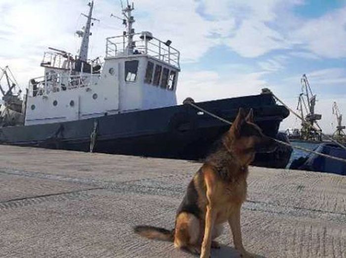 Η Νόρα και ο Άργος είναι συνταξιοδοτημένοι αστυνομικοί σκύλοι που πλέον απολαμβάνουν τη φροντίδα των χειριστών τους στα Χανιά (βίντεο)