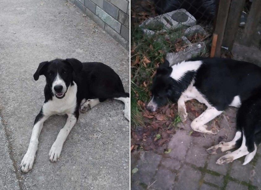 Κατερίνη Πιερίας: Σκύλος νεκρός από φόλα