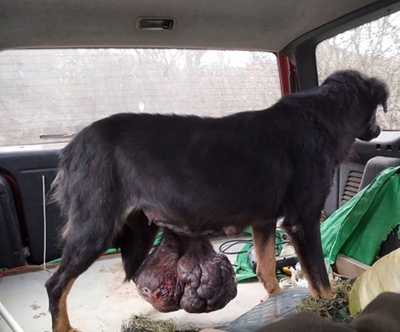Έσωσαν σκύλο που χρόνια περιφερόταν στα Ξανθόγεια Πέλλας με όγκο 6 κιλών να κρέμεται από την κοιλιά του (βίντεο)