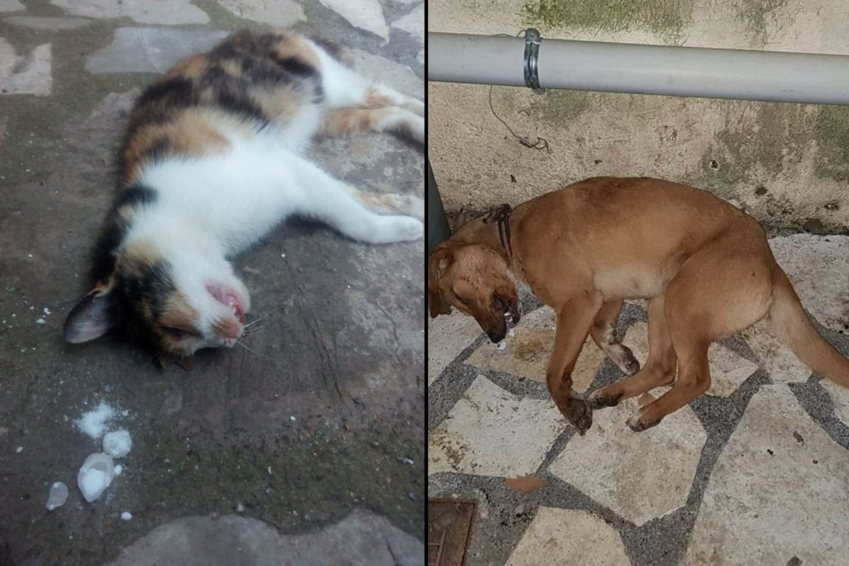 Τέσσερις γάτες και ένας σκύλος δολοφονήθηκαν με φόλες στην Ανδρίτσαινα Ηλείας