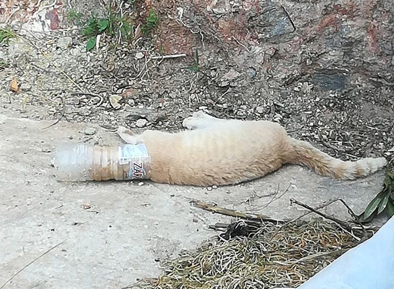 Γάτα νεκρή σφηνωμένη σε πλαστικό μπουκάλι στη Σίφνο