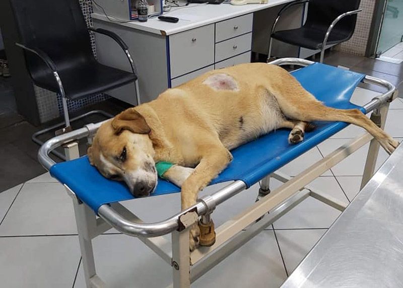 Χειρουργήθηκε και παραμένει σε σοβαρή κατάσταση ο σκύλος που πυροβολήθηκε στο Σχηματάρι Βοιωτίας (βίντεο)